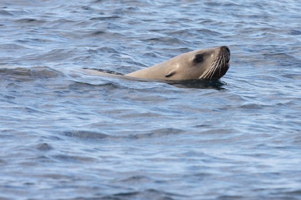 Steller's Sea Lion